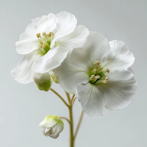 Naturally Derived Ingredients