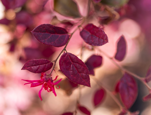 From Lab to Bottle: The QMS Mindset at Garden of Wellness
