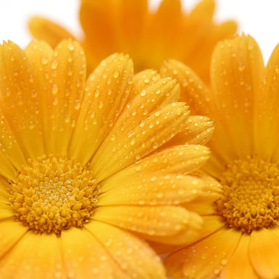 Calendula extract