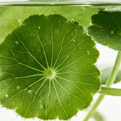 Centella extract