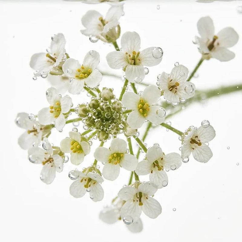 Crambe + Apricot + Safflower + Grapeseed Oils
