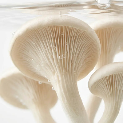 Oyster mushroom