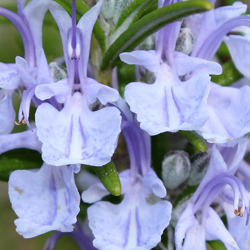 Rosemary + Geranium + Sweet Orange