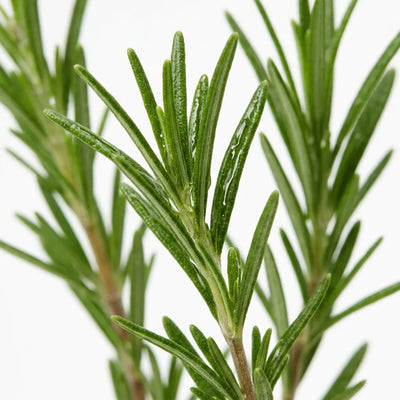 Rosemary oil